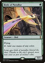 Birds of Paradise